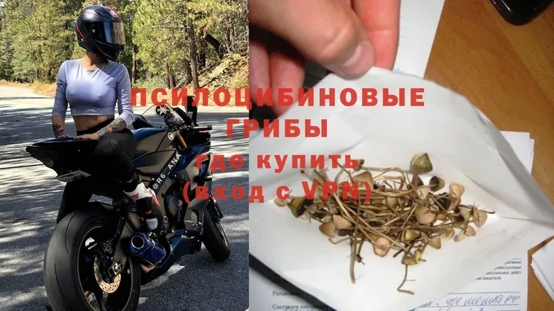 omg ссылки  Николаевск  мориарти телеграм  Псилоцибиновые грибы Cubensis 